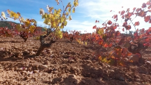 Cepas en Otoño