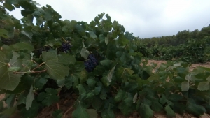 Cepas y su fruto