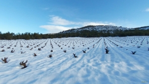 Cepas en la Nieve