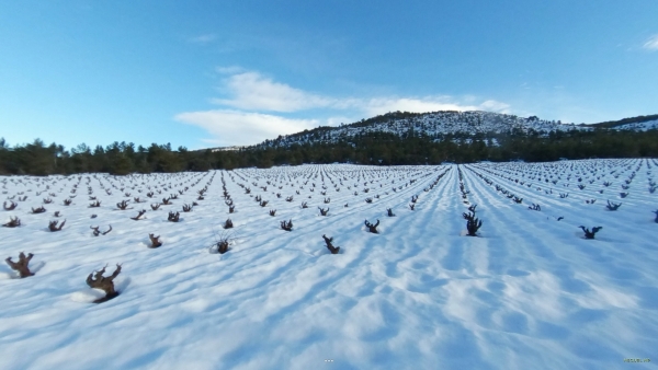 Cepas en la Nieve