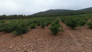 Viñedos carretera del Remedio